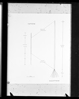 view "Diagram of eupyrene and oligopyrene spermatozoa"