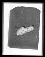 view Microscope image referenced as "Bacterium CEF 3c"