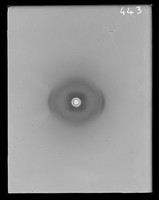 view X-ray diffraction exposure referenced as "Spermatafore. Single tube. Vertical 96% humidity. Plate 37"