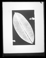 view Microscope image referenced as "Leaf of ficus elastica ordinary light. R. I [Royal Institute] lecture"