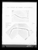 view Comparative microscope image referenced as "Relaxed and contracted rabbit myofibrils"