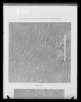view Copy of a printed microscope image referenced as "F-actin-from Szent- Gyorgyin 1951 [Albert Szent-Györgyi de Nagyrápolt]"
