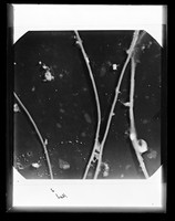 view Microscope image referenced as "Clean collagen. 8/23/ A 1413"