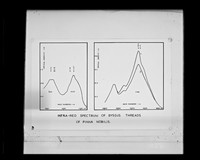 view Graph referenced as "Infra-red spectrum of byssus threads of pinna nobilius"