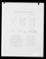 view Diagram referenced as "Crystalline sperm heads"