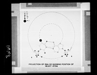 view Diagram referenced as "Projection of Structure A DNA and the position of the heavy atom within it"