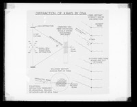 view Diagram explaining the process of x-ray diffraction in DNA referenced as "Diffraction of X-rays in DNA"