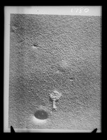 view Microscope image referenced as "Electron micrograph of phage"