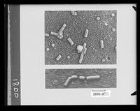 view Microscope image referenced as "Schramms degraded TMV (Copy)"