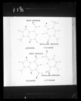 view Molecular diagram referenced as "Base pairs showing hydrogen bond sites"