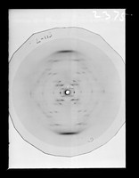 view X-ray diffraction exposure of lithium (Li) DNA referenced as "L113 Li DNA"