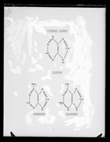 view Molecular diagrams referenced as "Purine bases"