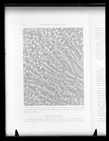 view Copy of a printed microscope image of "Muscle of drosophila"