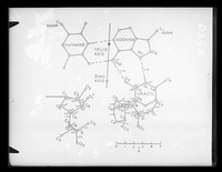 view Diagram referenced as "Projections of TAU [thymine adenine uracil]"