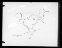 view Diagram showing stereochemistry between thymine adenine and uracil bases. Referenced as "Template Fig 1A"