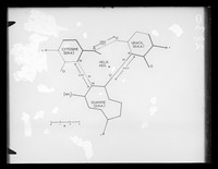 view Diagram showing the stereochemistry between cytosine guanine and uracil bases. Referenced as "Template Fig 1C"