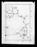 view Diagram showing the projections of a nucleotide of C-type DNA referenced as  "C.O. Structure"