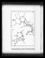 view "Structure of DNA nucleotide shown projected own planes perpendicular to the helix and to a diad axis in the molecule"