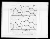 view Molecular diagram relating to DNA base pairs referenced as "Hydrogen bonded Watson-Crick base pairs. After Spencer."