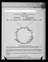 view Copy of a printed diagram referenced as "Bacterial linkage group"