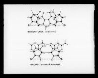 view Diagram relating to the structure of DNA in Watson-Crick base pairs and Pauling base pairs referenced as "Watson/Crick-Pauling pairs"