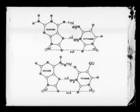 view Diagram relating to the structure of DNA in Pauling base pairs referenced as "Pauling base-pairs"