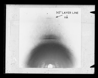 view X-ray diffraction image of B-type DNA referenced as "B pattern 30th layer line"