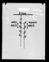 view Diagram referenced as "Spencer & Worthington Paper Fig 2"