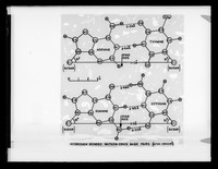 view Diagram of a molecular model referenced as "Watson-Crick [DNA base] pairs"