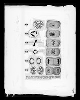 view Copy of a printed microscope image and drawings referenced as "T. Mitosis"