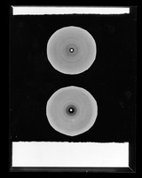 view X-ray diffraction exposure of RNA referenced as "Comparison of X-RNA pattern at high and low humidities"