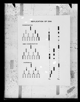 view Diagram referenced as "Replication of DNA. Possible schemes"