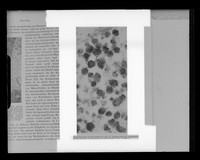 view Copy of a printed microscope image of sperm referenced as "Sperm photograph from RIS paper"