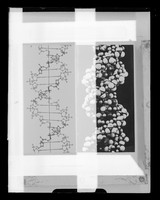 view Comparative image of the structure of DNA contrasting structural drawing with  B-type DNA molecular space-filled model. Referenced as " DNA B photograph and diagram"