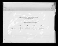 view Table referenced as "Labelled pairs seminal vesicle (S.V.)"