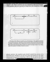 view Copy of a printed diagram referenced as "Schematic of the effects of a mutation of a structural gene"