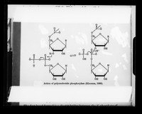 view Diagram referenced as "Action of polynucleotide phosphorylase"