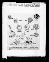 view Copy of a printed cellular drawing referenced as "Cellular interrelationships in the lymph node"