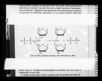 view Diagram referenced as "Action of DNA polymerase"