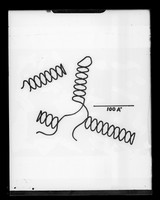 view Diagram referenced as "Ribosomal RNA"