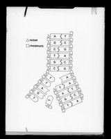 view "DNA replication diagram"