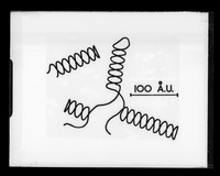 view "Diagram of S-RNA and ribosome helices"