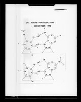 view Molecular diagram entitled "DNA Purine-Pyrimidine Pairs Hoogsteen Type" referenced as "Hoogsteen base pair diagram"