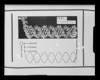 view Comparative image referenced as "S RNA model and RNA diagram"