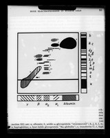 view Copy of a printed diagram referenced as "Two-dimensional electrophoresis of serum (Smithies)"