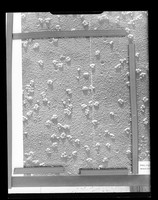 view Electron microscope image referenced as "Polysomes. E.m."