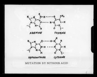 view Diagram referenced as "Mutation by nitrous acid"