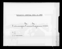 view Diagram referenced as "Radioactive labelling sites in sRNA"