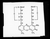 view Molecular diagram referenced as "Actinomycin. Dia."