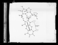 view Molecular diagram referenced as "Actinomycin DNA Dia."